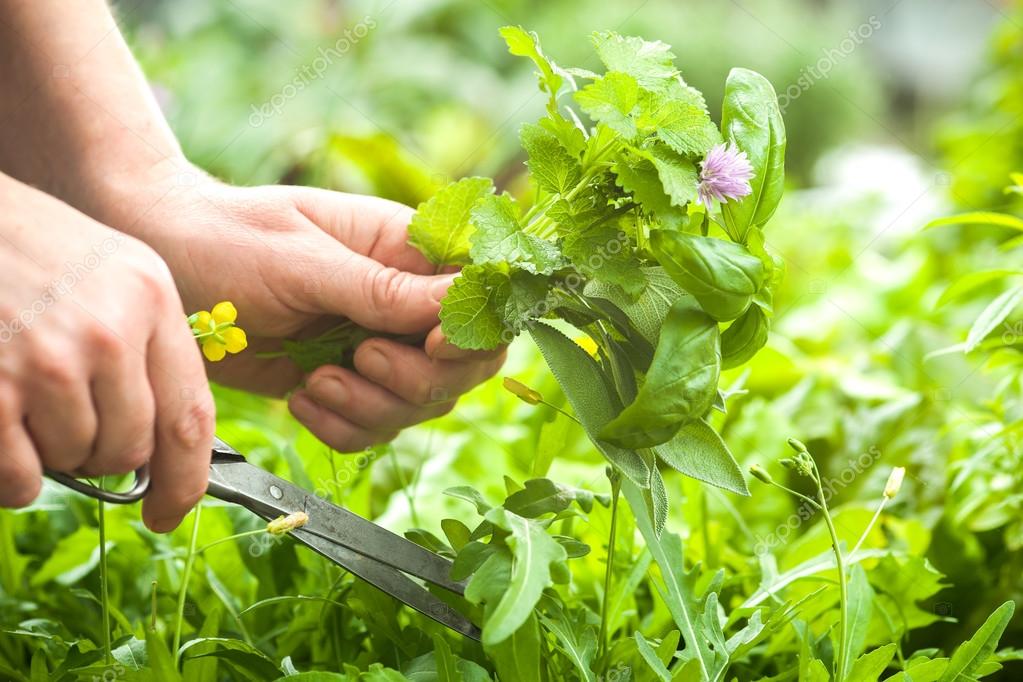 Pick your Own Natural Herbs